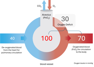 oxygendeficit-web